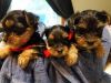 Humble Yorkshire Terrier Puppies.