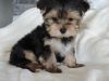 Yorkie Teacup Puppies For Sale