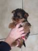 Yorkshire Terrier Puppies / Now Ready Share Tweet +1 Pin it