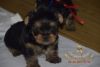 Yorkshire Terrier Puppies Reserved