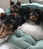 yorkie puppies looking for new home