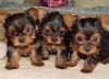 Male and Female Teacup Yorkie Puppies