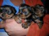 Cute Yorkie Puppies Available..call(xxx) xxx-xxx6