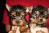 Amazing AKC Registered Yorkie Puppies Available.,call(xxx) xxx-xxx6