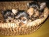 Amazing AKC Registered Yorkie Puppies Available....