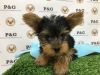 Yorkshire Terrier - Tim - Male