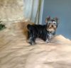 GORGEOUS FEMALE YORKIE AVAILABLE