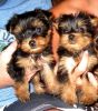 Xmas Tea Cup Yorkie Puppies For Adoption Text at (xxx) xxx-xxx3