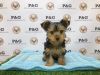 Yorkshire Terrier - Kevin - Male
