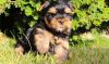Amazing AKC Yorkshire Terrier puppies