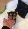 male and female teacup yorkie