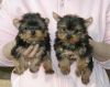 Yorkshire Terrier puppies,text at (xxx)-xxx-xxxx