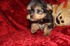 Male And Female Tea cup Yorkie Puppies For