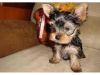 Gorgeous Tiny Yorkie Puppies For sale
