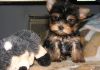 Male And Female Yorkie Ready