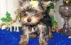 Male and female Yorkshire Terrier Puppies For Sale.
