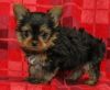 YORKSHIRE TERRIER PUPPIES FOR SALE.
