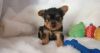 Beautiful Yorkshire Terrier Puppies AKC Ready