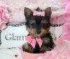 Lovely AKC Reg. Teacup Yorkshire Terrier Puppies