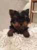 Adorable Toy Yorkshire Terrier Pups