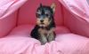 Lovely Teacup Yorkshire Terrier puppies!!!