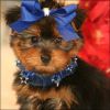 Teddy Bear Face yorkshire terrier puppies