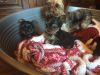 small Yorkshire terrier puppies