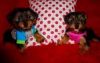 Healthy Tiny Teacup Yorkie Puppies For rehoming