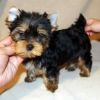 MALE AND female yorkie puppies
