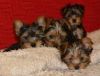 Teacup Yorkie Puppies Available For Sale