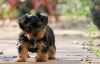 Beautiful Akc Yorkie Pups available.
