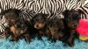 AKC Yorkies with CH bloodlines