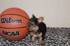 High quality Yorkie Puppies
