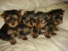 Tiny Females and males Yorkshire Terrier puppy