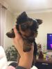 cutes littel Yorkshire puppy boy available