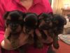 Beautiful Yorkshire terrier Puppies for sale