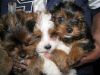 Yorkie Puppies Males & Females $400.00