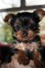 Purebred Tiny Yorkie Puppies | Petzlover