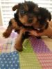 Beautiful Yorkie puppies for sale