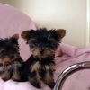 3 Yorkshire puppies looking for a new home ready to move (405) 342-8