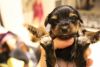 Shih Tzu Cross Yorkshirrier Terrier Puppies (xxx) xxx-xxx3