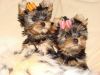 Beautiful adorable Yorkie puppies for good homes