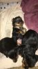 Little Yorkshire Terrier Puppies For Sale