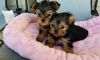 Microchip, Akc Reg, Yorkie Puppies Available