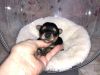 Tiny Teacup Yorkies Puppies *Traditional Black & Tans