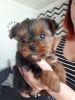 Yorkie puppies for re homing.