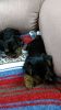 FOR SALE Yorkie Puppies