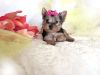 Exotic akc litters of yorkshire terrier puppies ready