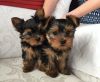 Yorkie Puppies AKC Registered