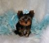 Toy Yorkshire Terrier Puppies Kcreg